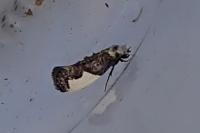 Monopis monachella