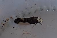 Monopis monachella