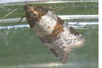 Periclepsis cinctana