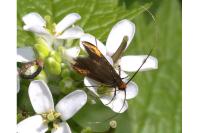 Cauchas rufimitrella
