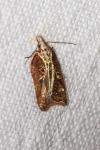 Acleris cristana