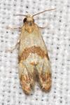 Phalonidia contractana