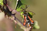 Pyropteron chrysidiforme