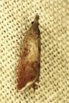 Dichrorampha