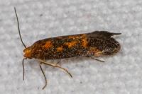 Apodia bifractella