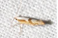 Argyresthia bonnetella