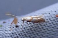 Phyllonorycter roboris