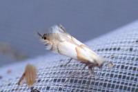 Phyllonorycter roboris