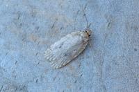 Agonopterix
