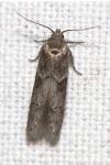 Blastobasis glandulella