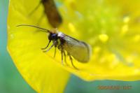 Micropterix calthella