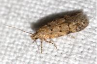 Carpatolechia