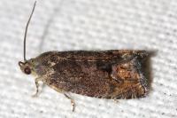 Cydia splendana