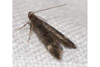 Dichomeris alacella
