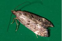 Dichomeris alacella