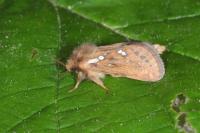 Korscheltellus lupulinus