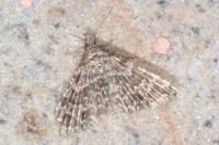 Alucita hexadactyla