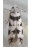 Pseudotelphusa scalella