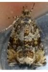 Celypha lacunana