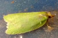 Tortrix viridana