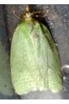Tortrix viridana