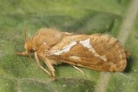 Korscheltellus lupulinus