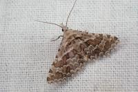 Alucita