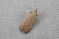 Nothris verbascella