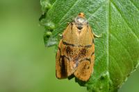 Ptycholoma lecheana