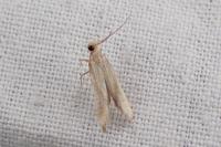 Metzneria aprilella