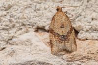 Clepsis consimilana