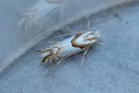 Phyllonorycter roboris