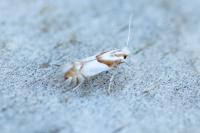 Phyllonorycter roboris