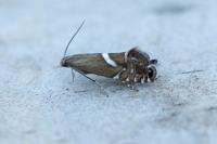 Glyphipterix forsterella