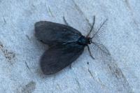 Epichnopterix