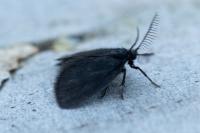 Epichnopterix