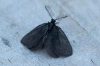 Epichnopterix