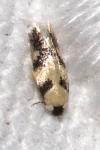 Etainia decentella