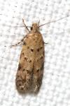 Carpatolechia