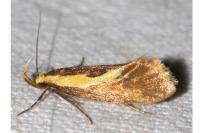 Harpella forficella