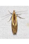 Harpella forficella