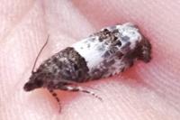 Notocelia trimaculana
