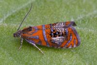 Olethreutes arcuella