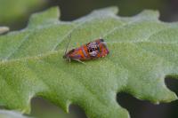 Olethreutes arcuella
