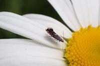 Glyphipterix simpliciella