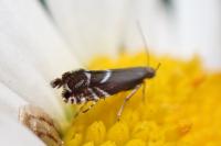 Glyphipterix simpliciella