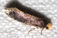 Monopis laevigella