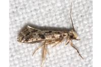 Nemapogon