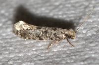 Nemapogon
