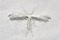 Pterophorus pentadactylus